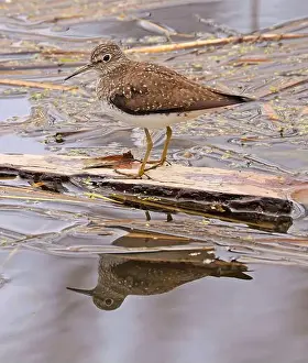 Beck Prints: Solitary Sandpiper on the swamp with his reflection on water, Canada