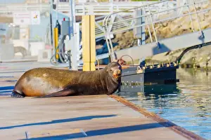 Oceanside Prints: Solitary sea lion lounging on a dock at Oceanside