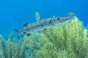 Elongated Prints: A solitary Sphyraena barracuda glides through the lush sea plumes of a Bonaire coral reef