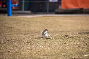 Dry Grass Prints: A solitary squirrel stands on dry grass in an urban park