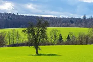 Breeze Prints: A solitary tree stands tall in a grassy field with a backdrop of lush trees against a clear sky