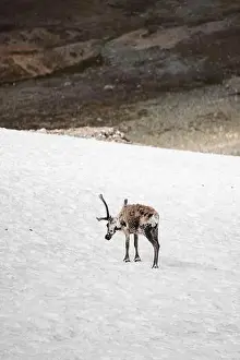 Wintery Prints: A solitary wild reindeer, Rangifer tarandus