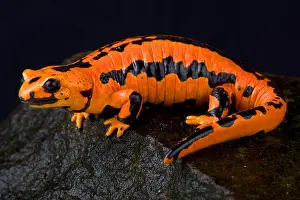 Salamander Prints: Solling fire salamander, Salamandra salamandra terrestris solling