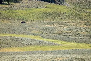 Yellowstone Prints: Solo Bison in Yellowstone National Park