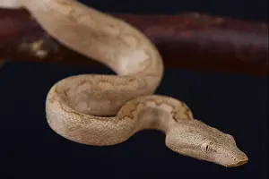 Solomon Island Prints: Solomon island ground boa / Candoia carinata paulsoni