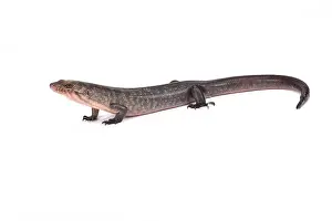 Solomon Island Prints: Solomon Island Ground skink (Eugongylus albofasciatus), Solomon islands, Papua New Guinea