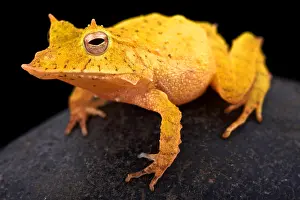 Terrestrial Prints: Solomon island leaf frog (Ceratobatrachus guentheri)