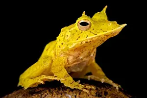 Frills Prints: Solomon Island Leaf Frog, Ceratobatrachus guentheri
