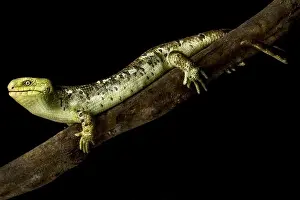 Island Endemic Prints: Solomon Islands skink or monkey skink (Corsica zebra) on branch