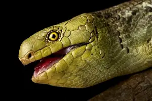 Island Endemic Prints: Solomons islands skink or monkey skink (Corsica zebrata) close up