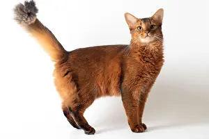 Tabby Prints: Somali cat ruddy color on white background