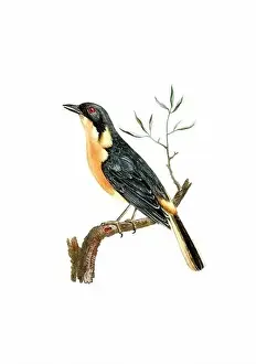 Tiny Bird Prints: Song Bird. Vintage inspired bird art