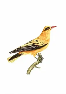 Tiny Bird Prints: Song Bird. Vintage inspired bird art