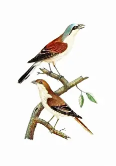 Tiny Bird Prints: Song Birds. Vintage inspired bird art