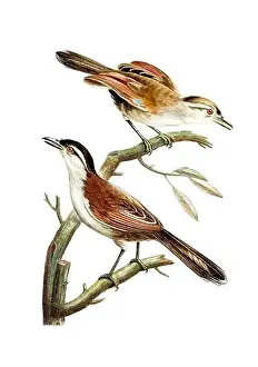Tiny Bird Prints: Song Birds. Vintage inspired bird art