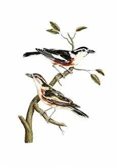 Tiny Bird Prints: Song Birds. Vintage inspired bird art