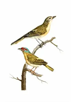 Tiny Bird Prints: Song Birds. Vintage inspired bird art