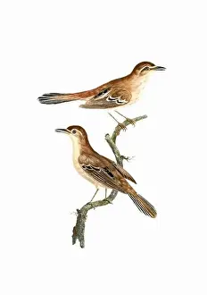 Tiny Bird Prints: Song Birds. Vintage inspired bird art