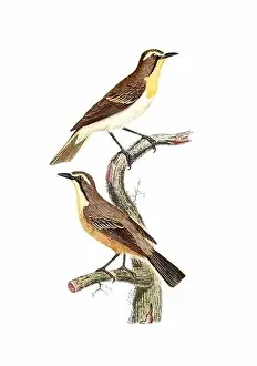 Tiny Bird Prints: Song Birds. Vintage inspired bird art