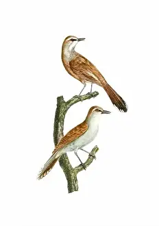 Tiny Bird Prints: Song Birds. Vintage inspired bird art
