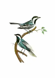 Tiny Bird Prints: Song Birds. Vintage inspired bird art