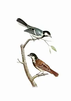Tiny Bird Prints: Song Birds. Vintage inspired bird art