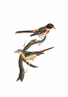 Tiny Bird Prints: Song Birds. Vintage inspired bird art