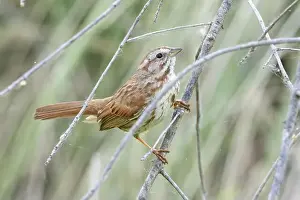 Omnivore Prints: A Song Sparrow in Arizona