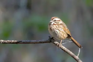 Omnivore Prints: A Song Sparrow in Arizona