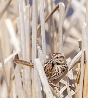 Ornithological Prints: Song Sparrow hiding in reeds in the marsh in springtime in Ontario