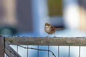 Indiana Prints: The song sparrow (Melospiza melodia), native sparrows in North America