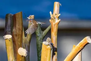Indiana Prints: The song sparrow (Melospiza melodia), native sparrows in North America