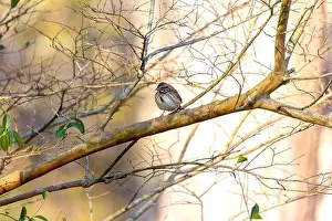 Indiana Prints: The song sparrow (Melospiza melodia), native sparrows in North America