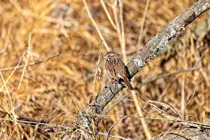 Indiana Prints: The song sparrow (Melospiza melodia), native sparrows in North America
