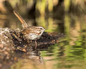 Song Bird Prints: A Song Sparrow pauses before drinking