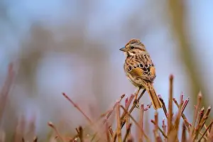 Birdlife Prints: Song Sparrow perched on bare branches during a late Ohio winter