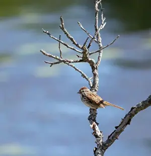 Sparrow Prints: Song sparrow perched on a branch in Muskoka Ontario in summer