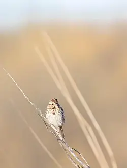 Ornithological Prints: Song Sparrow perched in thin branches in springtime