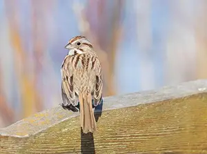 Ornithological Prints: Song Sparrow on a railing with spring colours in background shrubs