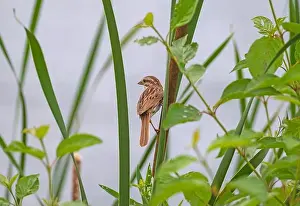 Song Bird Prints: A Song Sparrow Watching From the Grasses in Horicon National Wildlife Refuge in Wisconsin