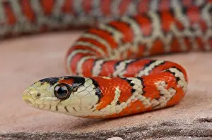 Kingsnake Prints: Sonoran mountain kingsnake / Lampropeltis pyromelana