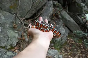 Kingsnake Prints: Sonoran Mountain Kingsnake (Lampropeltis pyromelana) in hand