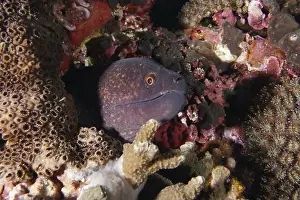 Watches Prints: A sooty moray eel (Gymnothorax flavimarginatus) is hidden between corals and watches carefully