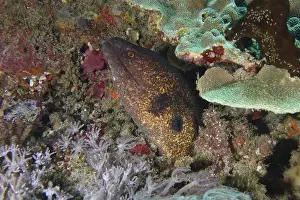 Camouflages Prints: A sooty moray eel (Gymnothorax flavimarginatus) hides well camouflaged among the corals