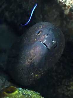 Watches Prints: A sooty moray eel (Gymnothorax flavimarginatus) observing a cleaner wrasse