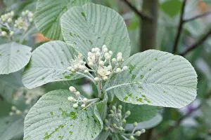 Ribbed Prints: Sorbus wardii flower buds - Tibetan Whitebeam