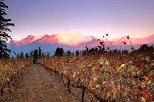 Fertile Prints: South Africa, Helderberg, Vineyards and mountains, Vergelegen Wine Estate