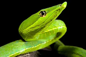 Arboreal Prints: South American green vine snake, Oxybelis fulgidus