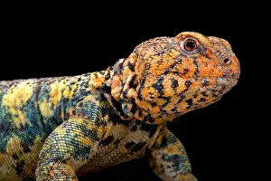 Cites Prints: South Arabian Spiny-tailed Lizard (Uromastyx yemenensis)