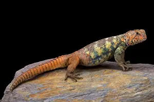 Cites Prints: South Arabian Spiny-tailed Lizard (Uromastyx yemenensis)